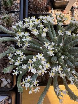 Euphorbia inermis